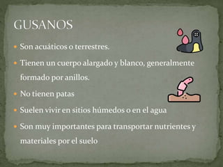  Son acuáticos o terrestres.
 Tienen un cuerpo alargado y blanco, generalmente
formado por anillos.
 No tienen patas
 Suelen vivir en sitios húmedos o en el agua
 Son muy importantes para transportar nutrientes y
materiales por el suelo
 