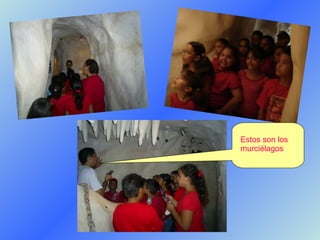 Estos son los murciélagos