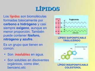 LÍPIDOS
Los lípidos son biomoléculas
formadas básicamente por
carbono e hidrógeno y casi
siempre oxígeno, aunque en
menor proporción. También
puede contener fósforo,
                                  LÍPIDO SAPONIFICABLE
nitrógeno y azufre.                   TRIGLICÉRIDO
Es un grupo que tienen en
común:

    Son insolubles en agua.
   Son solubles en disolventes
    orgánicos, como éter,         LÍPIDO INSAPONIFICABLE
    benceno,etc                         COLESTEROL
 