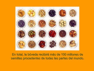 En total, la bóveda recibirá más de 100 millones de semillas procedentes de todas las partes del mundo. 
