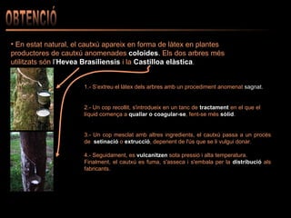OBTENCIÓ En estat natural, el cautxú apareix en forma de làtex en plantes productores de cautxú anomenades  coloides .  Els dos arbres més utilitzats són  l’ Hevea Brasiliensis   i la   Castilloa elàstica . 1.- S’extreu el làtex dels arbres amb un procediment anomenat  sagnat. 2.- Un cop recollit, s'introdueix en un tanc de  tractament  en el que el  líquid comença a  quallar o coagular-se , fent-se més  sòlid .  3.- Un cop mesclat amb altres ingredients, el cautxú passa a un procés de  setinació   o   extrucció , depenent de l'ús que se li vulgui donar.  4.- Seguidament, es  vulcanitzen  sota pressió i alta temperatura. Finalment, el cautxú es fuma, s'asseca i s'embala per la  distribució  als fabricants. 