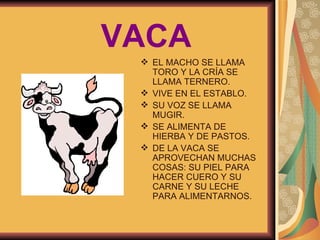 VACA EL MACHO SE LLAMA TORO Y LA CRÍA SE LLAMA TERNERO. VIVE EN EL ESTABLO. SU VOZ SE LLAMA MUGIR. SE ALIMENTA DE HIERBA Y DE PASTOS. DE LA VACA SE APROVECHAN MUCHAS COSAS: SU PIEL PARA HACER CUERO Y SU CARNE Y SU LECHE PARA ALIMENTARNOS. 