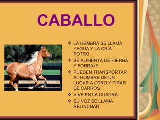 CABALLO LA HEMBRA SE LLAMA YEGUA Y LA CRÍA POTRO SE ALIMENTA DE HIERBA Y FORRAJE PUEDEN TRANSPORTAR AL HOMBRE DE UN LUGAR A OTRO Y TIRAR DE CARROS. VIVE EN LA CUADRA SU VOZ SE LLAMA RELINCHAR 