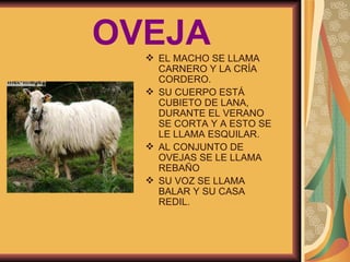 OVEJA EL MACHO SE LLAMA CARNERO Y LA CRÍA CORDERO. SU CUERPO ESTÁ CUBIETO DE LANA, DURANTE EL VERANO SE CORTA Y A ESTO SE LE LLAMA ESQUILAR. AL CONJUNTO DE OVEJAS SE LE LLAMA REBAÑO SU VOZ SE LLAMA BALAR Y SU CASA REDIL. 