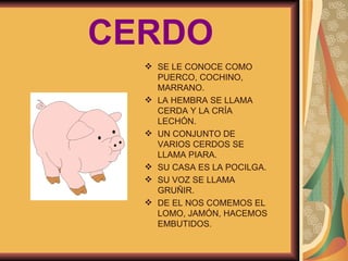 CERDO SE LE CONOCE COMO PUERCO, COCHINO, MARRANO. LA HEMBRA SE LLAMA CERDA Y LA CRÍA LECHÓN. UN CONJUNTO DE VARIOS CERDOS SE LLAMA PIARA. SU CASA ES LA POCILGA. SU VOZ SE LLAMA GRUÑIR. DE EL NOS COMEMOS EL LOMO, JAMÓN, HACEMOS EMBUTIDOS. 