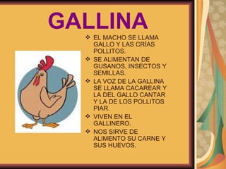 GALLINA EL MACHO SE LLAMA GALLO Y LAS CRÍAS POLLITOS. SE ALIMENTAN DE GUSANOS, INSECTOS Y SEMILLAS. LA VOZ DE LA GALLINA SE LLAMA CACAREAR Y LA DEL GALLO CANTAR Y LA DE LOS POLLITOS PIAR. VIVEN EN EL GALLINERO. NOS SIRVE DE ALIMENTO SU CARNE Y SUS HUEVOS. 
