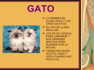 GATO LA HEMBRA SE LLAMA GATA Y LAS CRÍAS GATITOS. SU VOZ SE LLAMA MAULLAR. UTILIZA SU LENGUA PARA LIMPIARSE Y SUS GRANDES BIGOTES PARA QUIARSE POR LA NOCHE. TIENEN MUY BUEN OLFATO, OIDO Y VISTA CUANDO HAY POCA LUZ. 