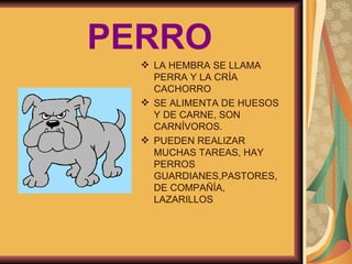 LA HEMBRA SE LLAMA PERRA Y LA CRÍA CACHORRO SE ALIMENTA DE HUESOS Y DE CARNE, SON CARNÍVOROS. PUEDEN REALIZAR MUCHAS TAREAS, HAY PERROS GUARDIANES,PASTORES, DE COMPAÑÍA, LAZARILLOS PERRO 