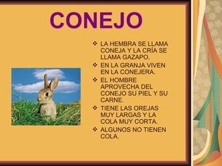 CONEJO LA HEMBRA SE LLAMA CONEJA Y LA CRÍA SE LLAMA GAZAPO. EN LA GRANJA VIVEN EN LA CONEJERA. EL HOMBRE APROVECHA DEL CONEJO SU PIEL Y SU CARNE. TIENE LAS OREJAS MUY LARGAS Y LA COLA MUY CORTA. ALGUNOS NO TIENEN COLA. 