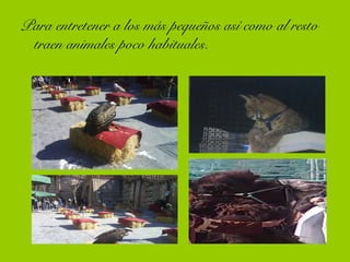 Para entretener a los más pequeños así como al resto
traen animales poco habituales.
 