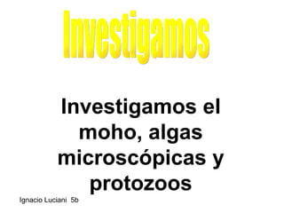 Investigamos el moho, algas microscópicas y protozoos Investigamos Ignacio Luciani  5b 