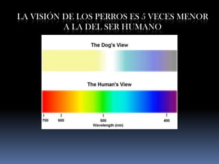 LA VISIÓN DE LOS PERROS ES 5 VECES MENOR
          A LA DEL SER HUMANO
 