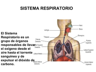 SISTEMA RESPIRATORIO




El Sistema
Respiratorio es un
grupo de órganos
responsables de llevar
el oxígeno desde el
aire hasta el torrente
sanguíneo y de
expulsar el dióxido de
carbono.
 