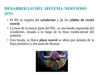 El SN se origina del  ectodermo  y de las  células de cresta neural. La base de la mayor parte del SN,  es una banda engrosada del ectodermo, situada a lo largo de la línea medio-dorsal del embrión Esta banda, se llama  placa neural  se ubica por delante de la línea primitiva y del nudo de Hensen. DESARROLLO DEL SISTEMA NERVIOSO (SN) 