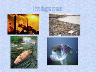 conciencia  ambiental