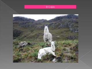  OPERACIONES Consolidación de las ventas (cobros directos)Desarrollo de itinerarios a cumplirseCoordinación con (guías , hoteles , restaurantes)Logística en generalSeguimiento de los paquetes y los turistas