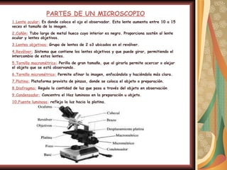 PARTES DE UN MICROSCOPIO 1.Lente ocular:  Es donde coloca el ojo el observador. Esta lente aumenta entre 10 a 15 veces el tamaño de la imagen. 2.Cañón:  Tubo largo de metal hueco cuyo interior es negro. Proporciona sostén al lente ocular y lentes objetivos. 3.Lentes objetivos:  Grupo de lentes de 2 o3 ubicados en el revólver. 4.Revólver:  Sistema que contiene los lentes objetivos y que puede girar, permitiendo el intercambio de estos lentes. 5.Tornillo macrométrico:  Perilla de gran tamaño, que al girarla permite acercar o alejar el objeto que se está observando. 6.Tornillo micrométrico:  Permite afinar la imagen, enfocándola y haciéndola más clara. 7.Platina:  Plataforma provista de pinzas, donde se coloca el objeto o preparación. 8.Diafragma:  Regula la cantidad de luz que pasa a través del objeto en observación  9.Condensador:  Concentra el Haz luminoso en la preparación u objeto. 10.Fuente luminosa:  refleja la luz hacia la platina. 
