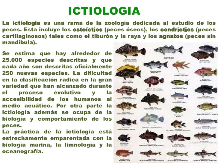 Campo De Estudio De La Ictiologia