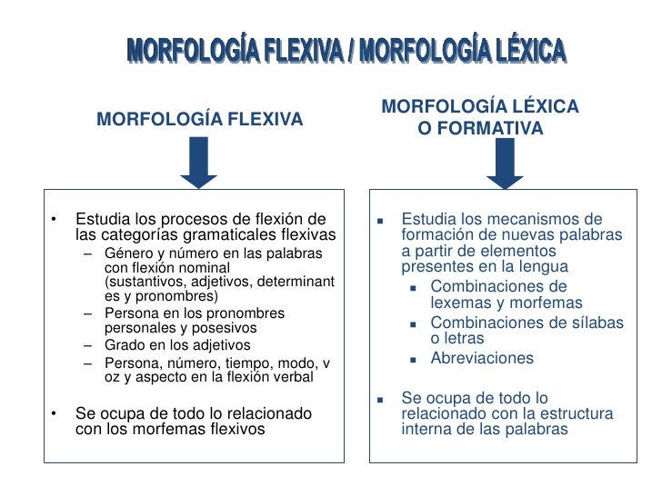 Morfologìa