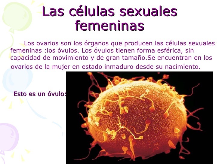 Cuál Es La Célula Sexual Femenina es.slideshare.net
