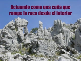Actuando como una cuña que rompe la roca desde el interior 