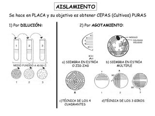 AISLAMIENTO Se hace en PLACA y su objetivo es obtener CEPAS (Cultivos) PURAS 1) Por  DILUCIÓN: 2) Por  AGOTAMIENTO : a) SIEMBRA EN ESTRÍA O ZIG-ZAG b) SIEMBRA EN ESTRÍA MÚLTIPLE c)TÉCNICA DE LOS 4 CUADRANTES d)TÉCNICA DE LOS 3 GIROS 