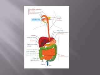 Esófago: es una parte del tubo digestivo de los seres humanos formada por un tubo muscular de unos 30 centímetros, que comunica la faringe con el estómago.