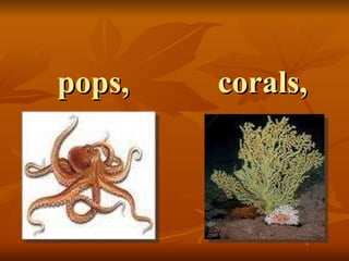 pops,  corals,  