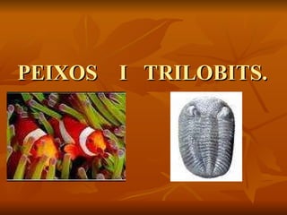 PEIXOS  I  TRILOBITS. 