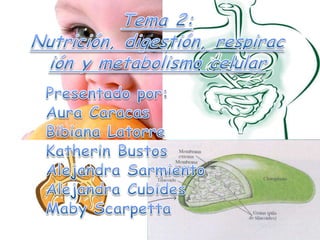 Tema 2: Nutrición, digestión, respiración y metabolismo celular Presentado por: Aura Caracas Bibiana Latorre Katherin Bustos Alejandra Sarmiento Alejandra Cubides Maby Scarpetta 