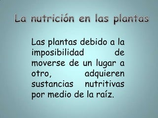 La nutrición en las plantasLas plantas debido a la imposibilidad de moverse de un lugar a otro, adquieren sustancias nutritivas por medio de la raíz.