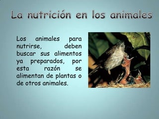 La nutrición en los animalesLos animales para nutrirse, deben buscar sus alimentos ya preparados, por esta razón se alimentan de plantas o de otros animales.