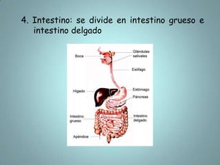 4. Intestino: se divide en intestino grueso e intestino delgado