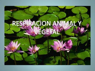 Digestión CelularProceso en que los alimentos introducidos en una célula se trasformen en sustancias utilizables por ella.Hay dos tipos de digestión celular: 
