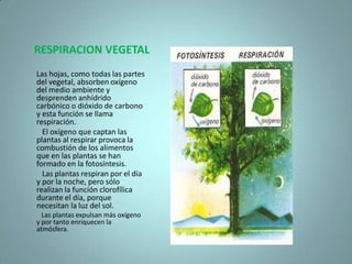 Extracelular, que se produce por expulsión de las enzimas digestivas al exterior celular, con posterior ingesta del material transformado.RESPIRACION ANIMAL Y VEGETAL