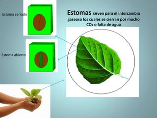 DefiniciónLa respiración permite el consumo de oxigeno por todas las células del cuerpo y con cada célula puede obtener mayor cantidad de energía para sus funciones vitales. el  metabolismo celular oxigenito contribuye con el trabajo celular aportando la energía celular.    Además la oxigenación  respiración también tiene función excretora  pues elimina el dióxido d carbono que es un desecho celular y así se mantiene las condiciones internas constantes de entrada de nutriente y salida de desechos.