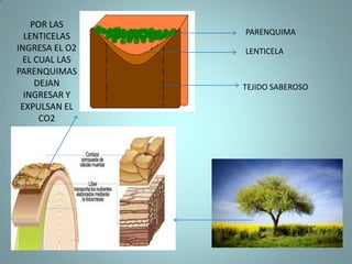 RESPIRACION VEGETALLas hojas, como todas las partes del vegetal, absorben oxígeno del medio ambiente y desprenden anhídrido carbónico o dióxido de carbono y esta función se llama respiración.   El oxígeno que captan las plantas al respirar provoca la combustión de los alimentos que en las plantas se han formado en la fotosíntesis.   Las plantas respiran por el día y por la noche, pero sólo realizan la función clorofílica durante el día, porque necesitan la luz del sol.    Las plantas expulsan más oxígeno y por tanto enriquecen la atmósfera.
