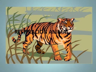 Estomassirven para el intercambio gaseoso los cuales se cierran por mucho CO2 o falta de aguaEstoma cerradoEstoma abierto