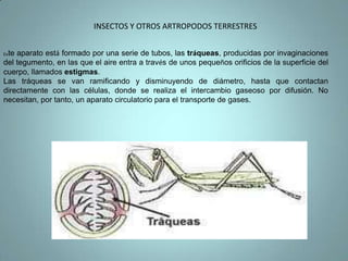 POR LAS LENTICELAS INGRESA EL O2 EL CUAL LAS PARENQUIMAS DEJAN INGRESAR Y EXPULSAN EL CO2PARENQUIMALENTICELATEJIDO SABEROSO