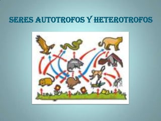 SERES AUTOTROFOS Y HETEROTROFOS