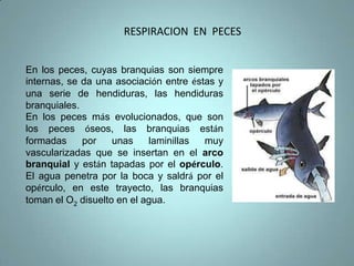 INSECTOS Y OTROS ARTROPODOS TERRESTRESEste aparato está formado por una serie de tubos, las tráqueas, producidas por invaginaciones del tegumento, en las que el aire entra a través de unos pequeños orificios de la superficie del cuerpo, llamados estigmas. Las tráqueas se van ramificando y disminuyendo de diámetro, hasta que contactan directamente con las células, donde se realiza el intercambio gaseoso por difusión. No necesitan, por tanto, un aparato circulatorio para el transporte de gases. 
