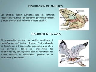 REPIRACION BRANQUIALexternas  Las primeras evolutivamente son más primitivas. Las branquias externas tienen la ventaja de que su simple movimiento moviliza el agua, pero pueden ser fácilmente dañadas por los agentes externos. Las branquias internas, están situadas en una cavidad protectora por lo que es necesario un sistema de ventilación de la superficie de intercambio. 