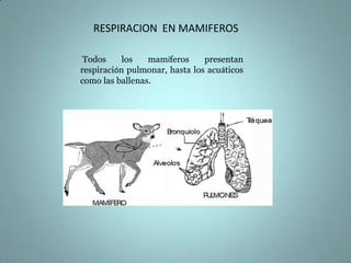 RESPIRACION  EN  PECESEn los peces, cuyas branquias son siempre internas, se da una asociación entre éstas y una serie de hendiduras, las hendiduras branquiales.En los peces más evolucionados, que son los peces óseos, las branquias están formadas por unas laminillas muy vascularizadas que se insertan en el arco branquial y están tapadas por el opérculo. El agua penetra por la boca y saldrá por el opérculo, en este trayecto, las branquias toman el O2 disuelto en el agua.