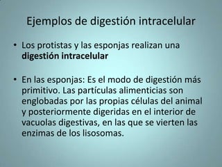 DIGESTION INTRACELULAR Y EXTRACELULAR