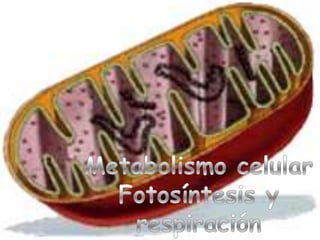 Digestión intracelular