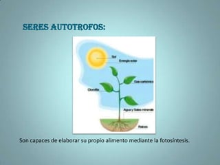 SERES AUTOTROFOS:Son capaces de elaborar su propio alimento mediante la fotosíntesis.