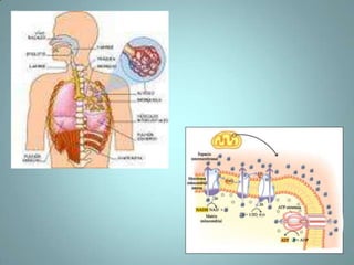 Respiración CelularEn la mayoría de las células, este proceso necesita oxigeno, la degradación de la glucosa mediante el uso del oxígeno o alguna otra sustancia inorgánica, se conoce como respiración celular.