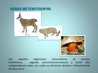 SERES HETEROTROFOS:Son aquellos organismos consumidores de primero (herbívoros),  segundo (carnívoros/omnívoros) y tercer (des componedores) orden; los cuales se alimentan directa o indirectamente de otros seres.