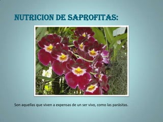 NUTRICION DE SAPROFITAS:Son aquellas que viven a expensas de un ser vivo, como las parásitas.