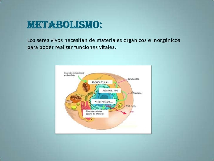 Prácticas para metabolismo cuerpos cetonicos